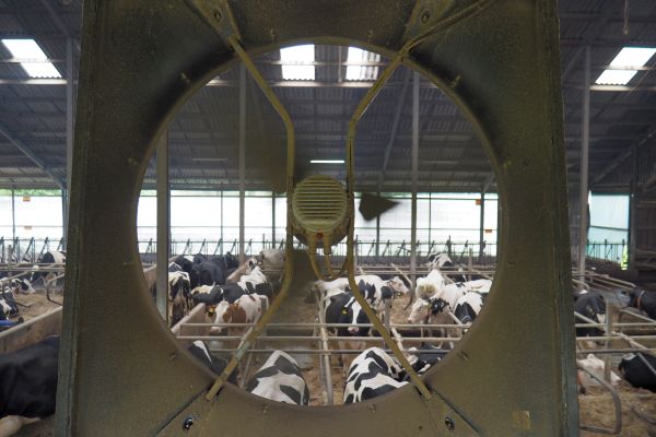 Ventilator in Nahaufnahme mit Kuh-Durchblick