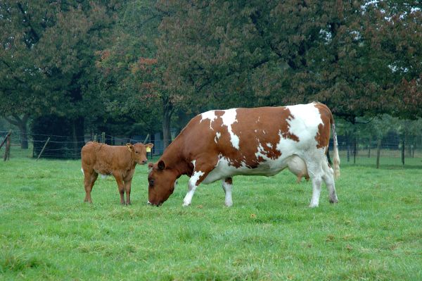 Kalb mit Kuh auf der Weide