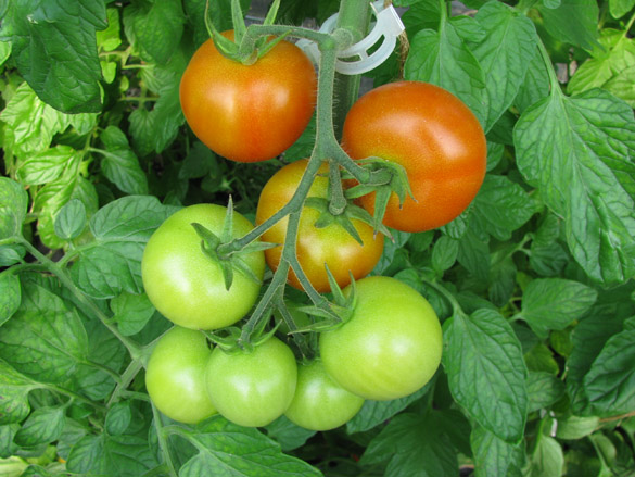 Tomatenstrunk